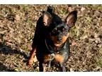Adopt Ruby a Black - with Tan Yellow or Fawn Miniature Pinscher 