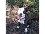 Adopt BESSIE a Border Collie Siberian Husky