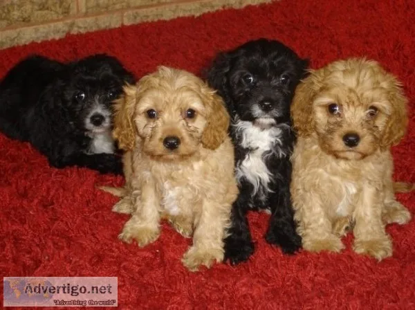Stunning Cavapoo Puppies For Adoption (MaleFemale)
