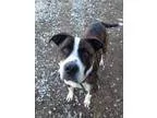 Adopt Max2 a Boxer