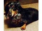 Adopt Bailey a Dachshund