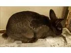 Adopt Brooke a Jersey Wooly