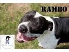 Adopt CHARLOTTE a Pit Bull Terrier