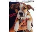 Adopt Lark a TanYellowFawn - with White Terrier (Unknown Type