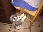Adopt BUSTER a Shih Tzu Lhasa Apso