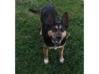 Mary - Female Labrador Retriever Mix