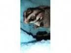 Adopt Sully (bonded to Dot and Mike) a Sugar Glider