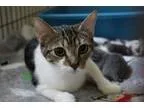Adopt Gracie (nursing mom) (in foster) a Tabby - Brown Tabby - w