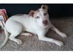 Adopt Linus a White - with Red Golden Orange or Chestnut Labrado