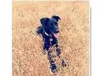 Adopt OLIVER a Border Collie Labrador Retriever