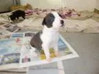 Adopt Jumanji a Black - with Tan Yellow or Fawn Miniature Pinsch