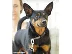 Adopt Sarge a Miniature Pinscher