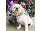 Adopt CandyADOPTION PENDING a White Shih Tzu  Mixed dog in Winte
