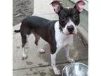 Adopt Roxy a Pit Bull Terrier