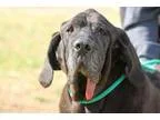 Adopt Bruno (Foster) a Black - with White Mastiff  Mixed dog in 