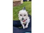 Adopt Sandy a White - with Tan Yellow or Fawn Cairn Terrier  Mix