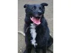 Adopt ANDY a Shepherd Border Collie