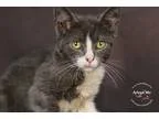 Adopt Trillium a Black and White or Tuxedo Domestic Shorthair (s
