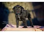 Adopt Nolan a Black - with White Labrador Retriever  Rottweiler 
