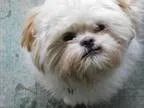 Adopt EBI a White - with Tan Yellow or Fawn Shih Tzu  Mixed dog 