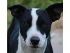 Adopt Astara a McNab Border Collie