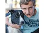 Adopt BAKER a Border Collie Australian Shepherd
