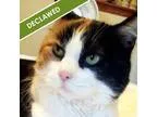 Adopt Bella a Domestic Short Hair