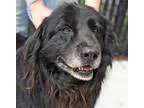 Adopt SPIDER a Newfoundland Dog