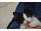 Adopt Kaleigh a Black and White or Tuxedo Domestic Shorthair (me