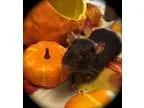 Adopt Magick a Rat
