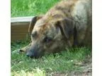 Adopt Sparkle Plenty a Dutch Shepherd