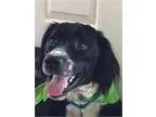 Adopt Joe Joe a English Springer Spaniel