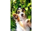 Yahoo - Male Border Collie Mix