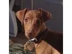 Adopt Romano- Houston area a Italian Greyhound Miniature Pinsche