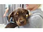 Looking For Free Puppy Or Dog For Good Home