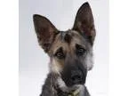 Adopt Ruth a German Shepherd Dog