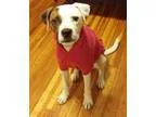 Adopt Sweetie a White - with Brown or Chocolate Boxer  Mixed dog