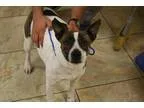 Adopt Tara a Australian Cattle Dog (Blue Heeler)