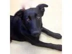 Adopt Miley a Black Labrador Retriever  German Shepherd Dog  Mix