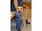 Adopt Buddy a Great Pyrenees Husky