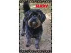 Adopt Mary a Black Terrier (Unknown Type Small)  Mixed dog in Ch