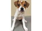 Adopt ADOPTED Daisy (Oswego) a Hound Terrier
