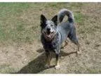Adopt Gus a Australian Cattle Dog Mixed dog in Warsaw IN (