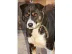 Adopt WEAVER a Border Collie Australian Shepherd