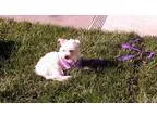 Adopt Marty a White Terrier (Unknown Type Medium)  Westie
