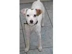 Adopt Jax I a White - with Brown or Chocolate Jack Russell Terri