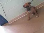 Adopt DASH a Boxer  Mixed dog in Tulsa OK (15255290)