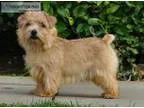 Norfolk terrier Pet for sale
