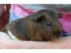 Adopt Guinn (living with other Oregon Trail males) a Guinea Pig