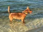 Adopt Lalu a Golden Retriever  Mixed dog in Washington DC (15178